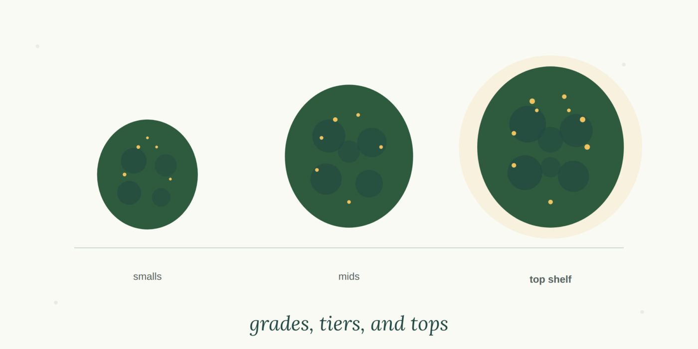 Cannabis Flower Grades Explained: Top-Shelf, Mid-Tier & Small Bud