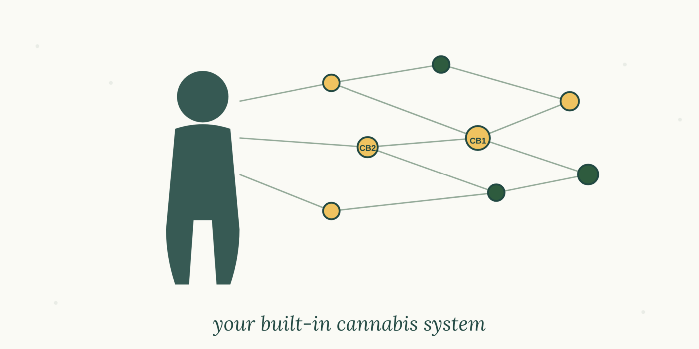 The Endocannabinoid System: How Cannabis Actually Works in Your Body