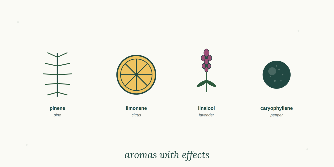 Understanding Terpenes: The Aromatic Guide to Cannabis