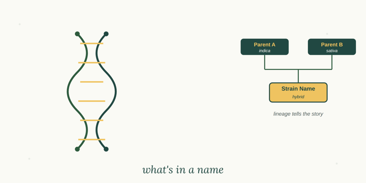 What's in a Strain Name?